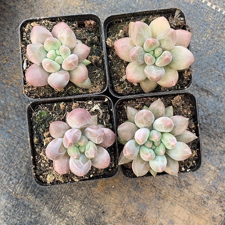 逆***‍水晶球四颗 一物一拍寄养