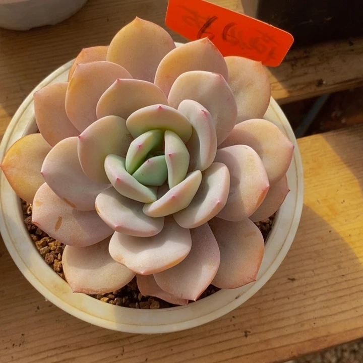 我不在这里吃饭你吃