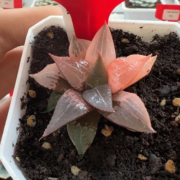 848号酒吞童子锦多肉植物