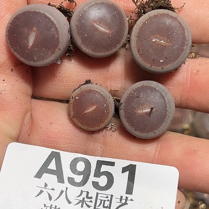 ღ****951号比利时ok5个多肉植物