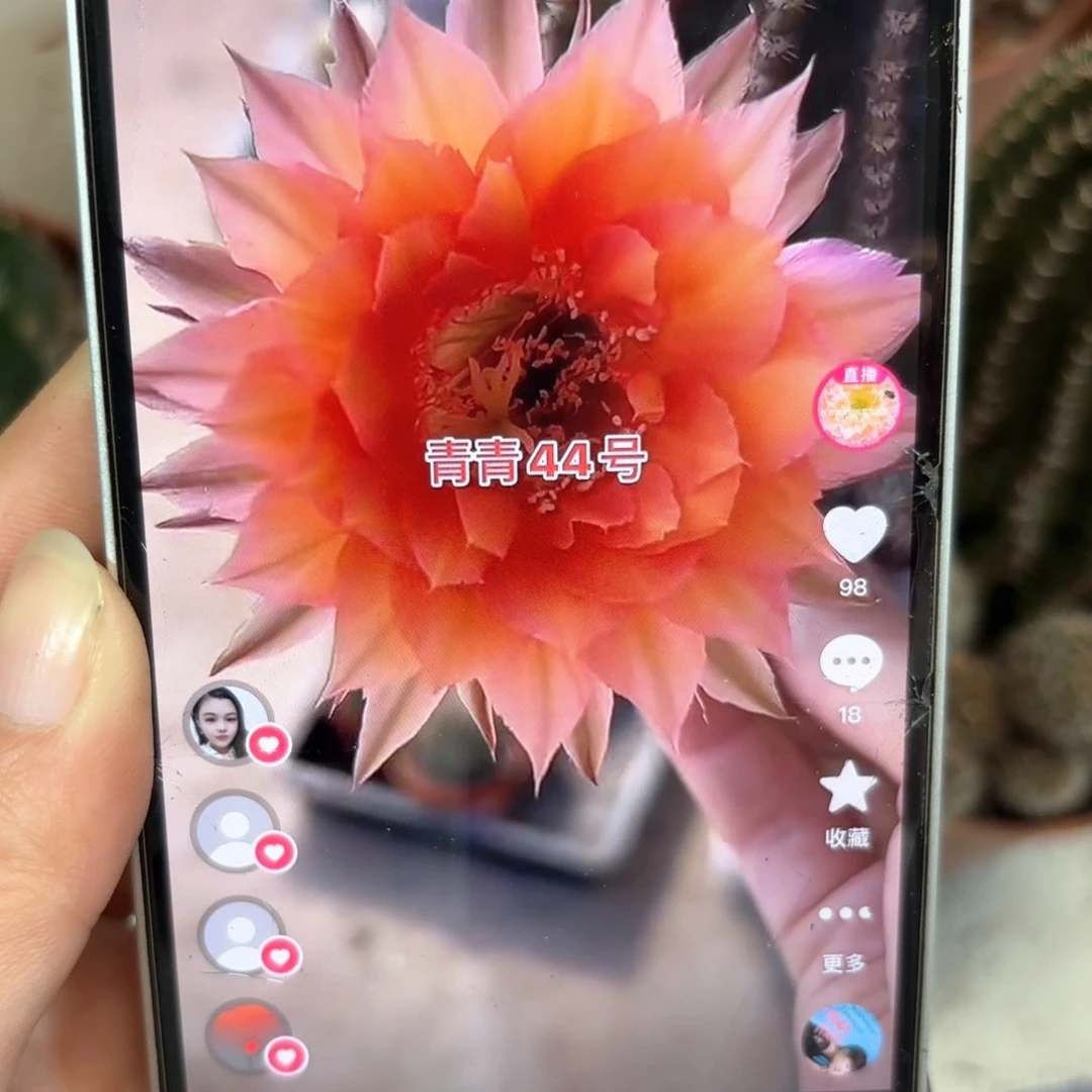 彩草44号5公分左右