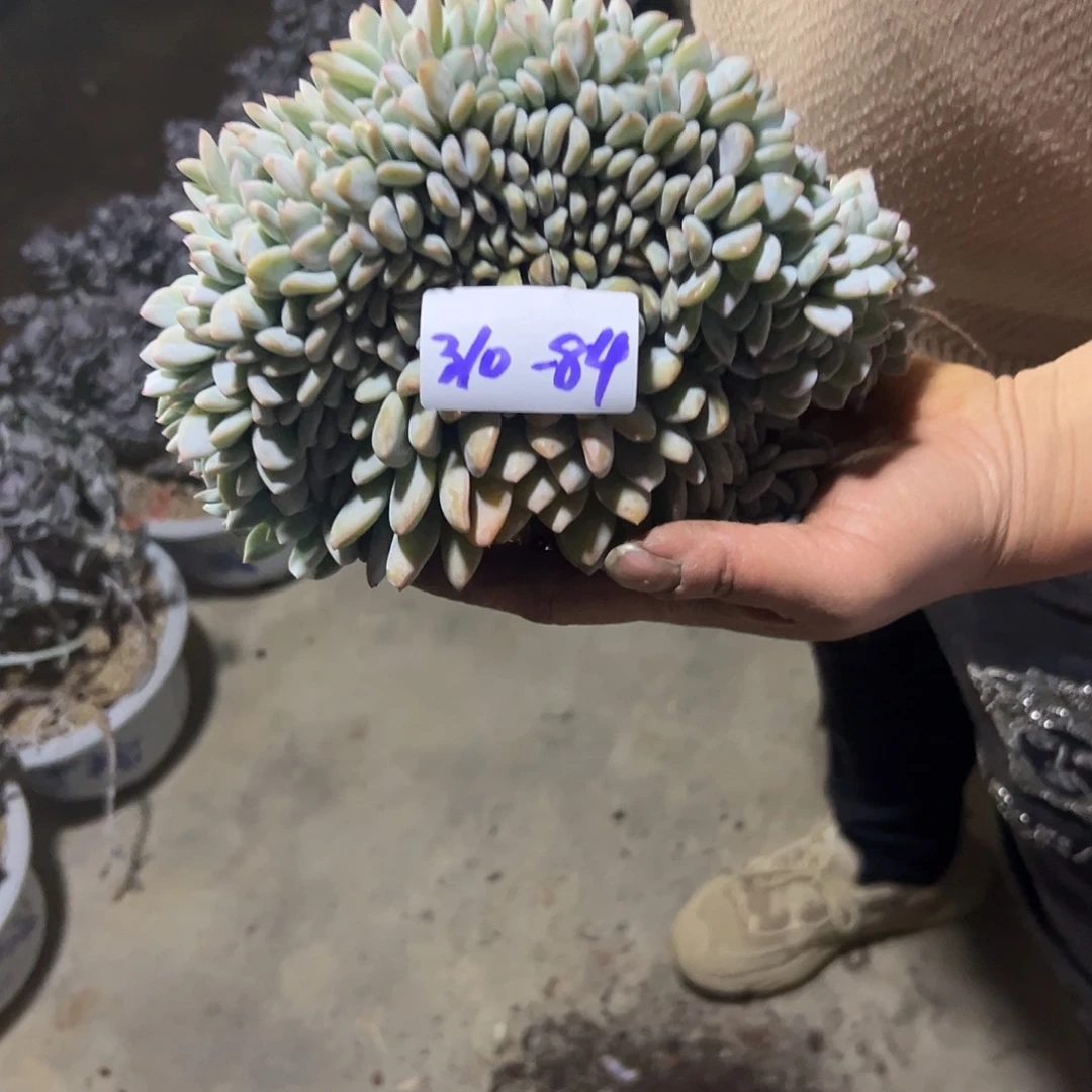 310-84橙子缀化多肉
