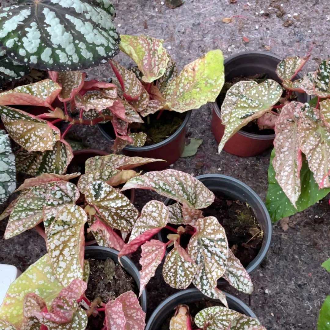 完全开放秋海棠富士山粉锦