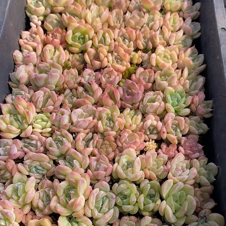 72 多肉植物盆栽花卉