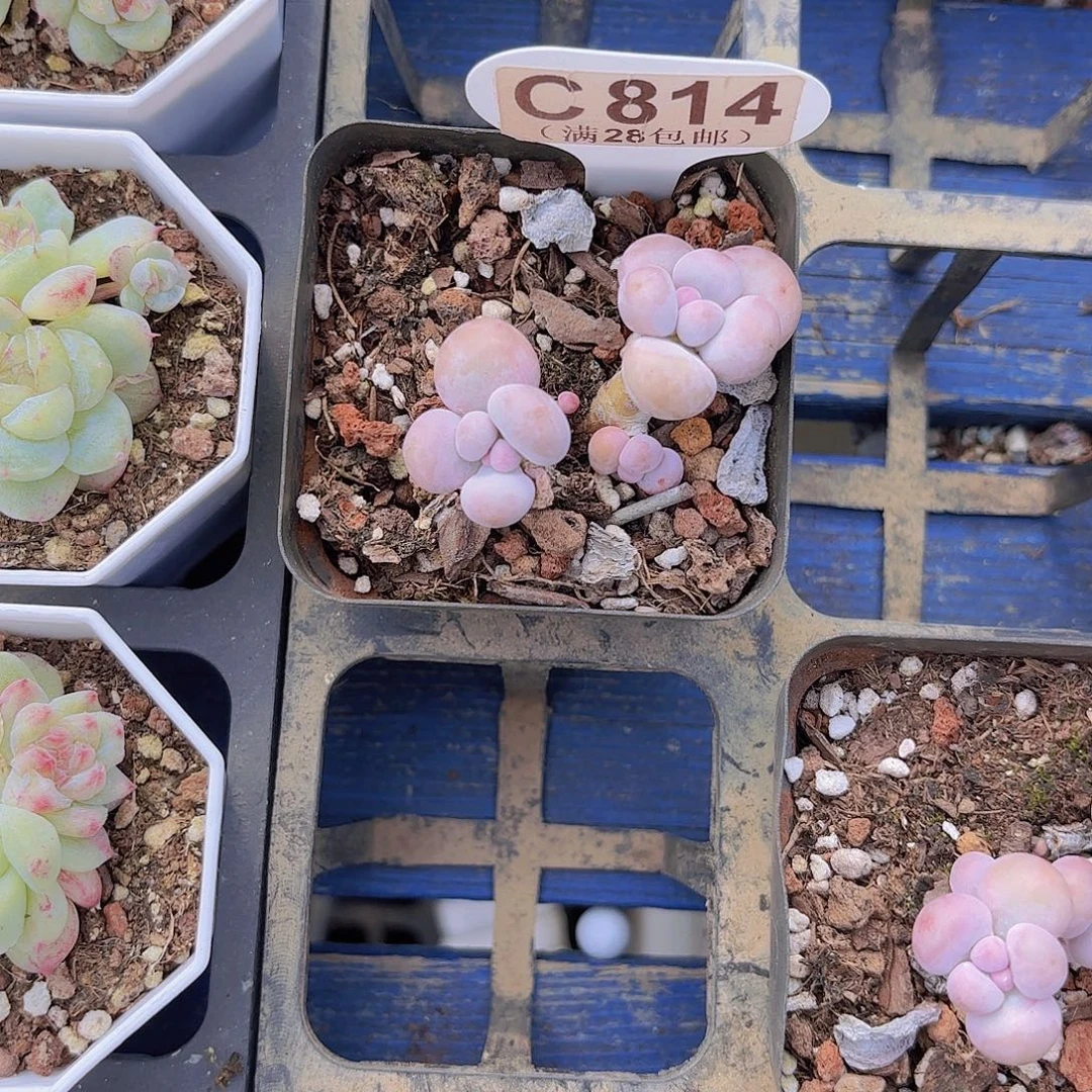 C814水光针一物一拍