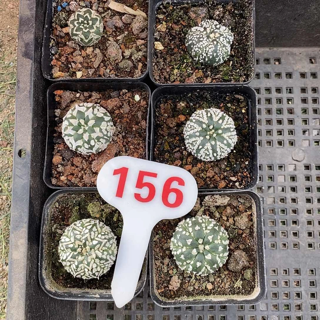 毛***、156六颗兜系列产品