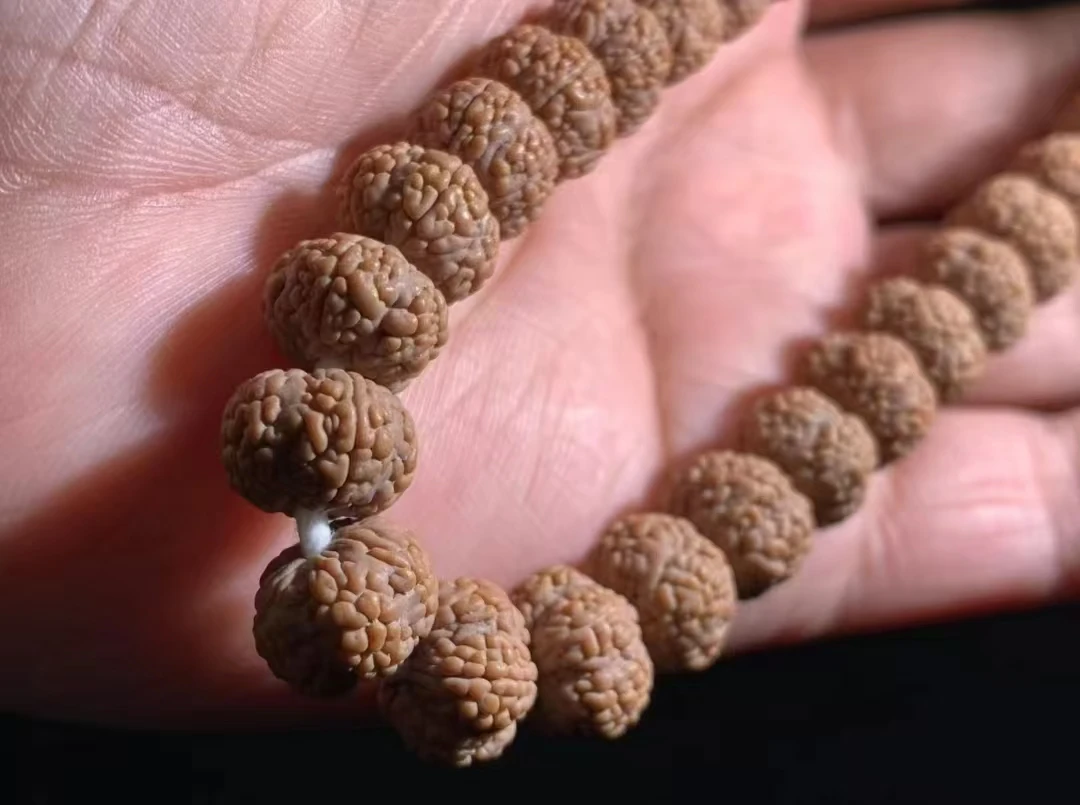 毒药龙鳞梅花小金刚