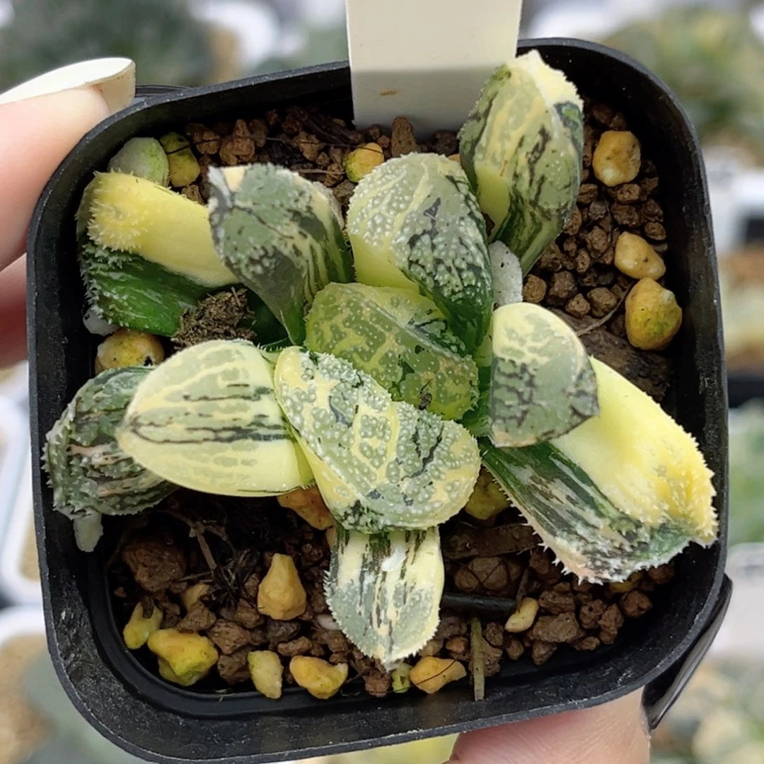 66巨大丸叶摩多寿锦极上斑福利专场