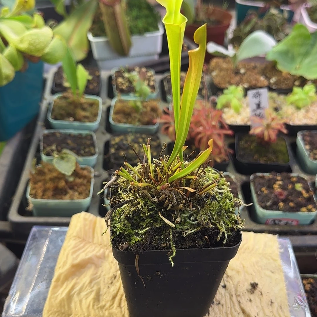 完全开放华丽黄瓶子草