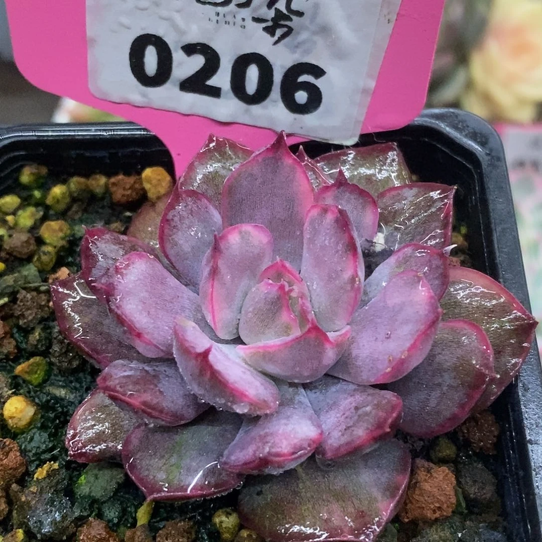 206哈哈哈哈哈哈哈哈哈