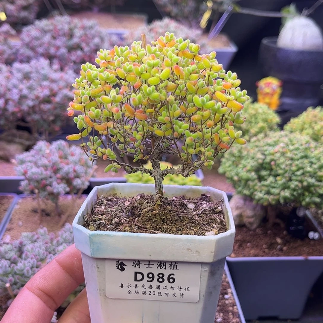 986蜜橘糖球枝干番杏