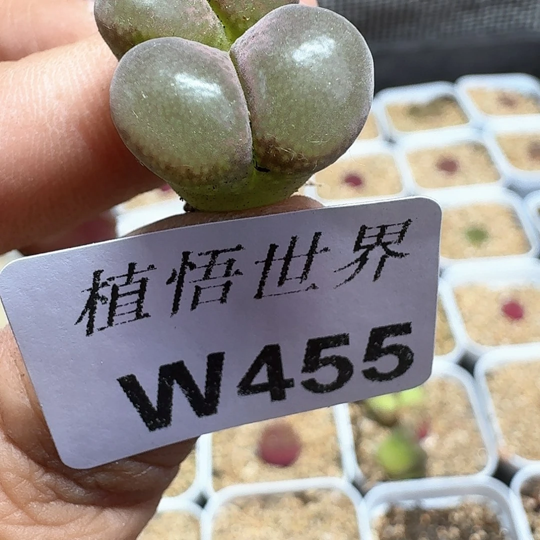 多肉植物的润泽额c g