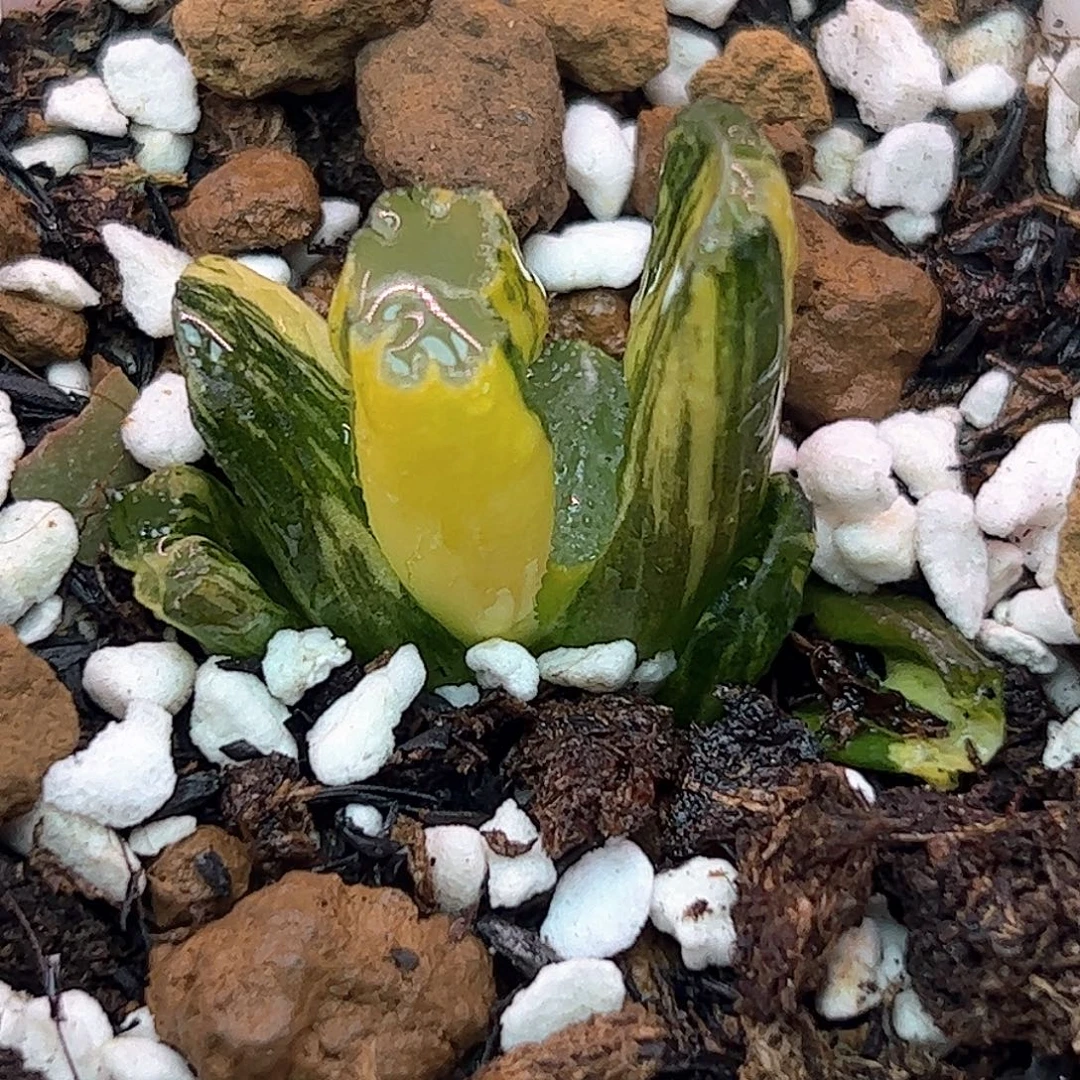守冰杂北斋锦十二卷多肉植物
