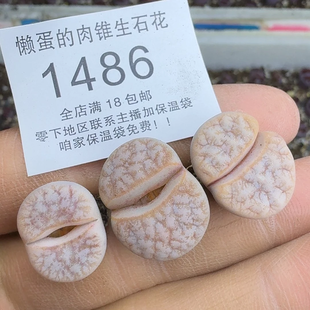 1486 哈哈哈哈哈哈哈哈哈