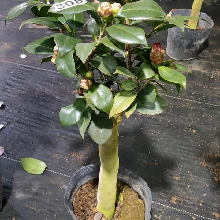 308依恋，花仙子，原盆原土发货