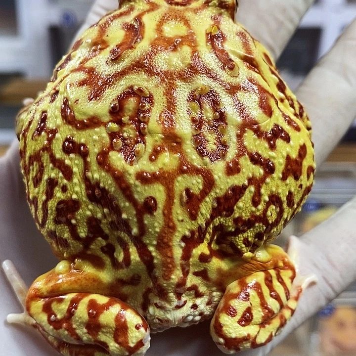 角蛙879号脚趾微瑕疵火龙角蛙