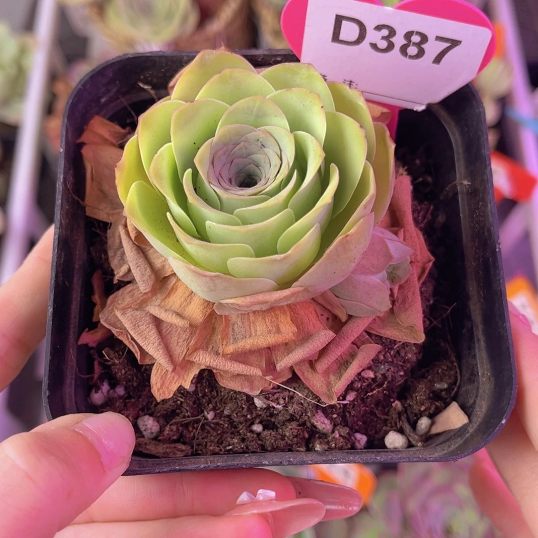 单品一物一拍387号