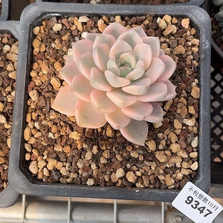 阿雅园艺。       9347红粉佳人锦