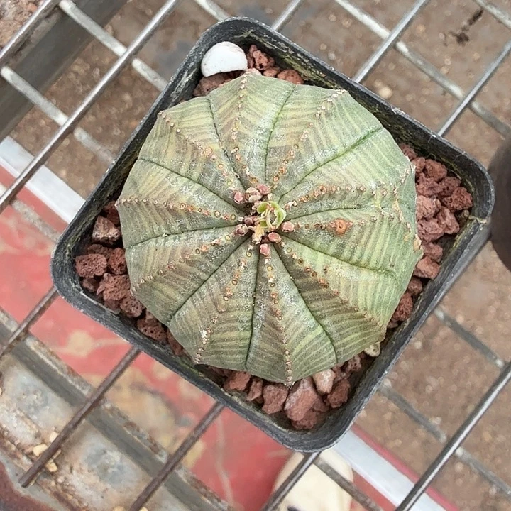 欧布单头球4仙人球