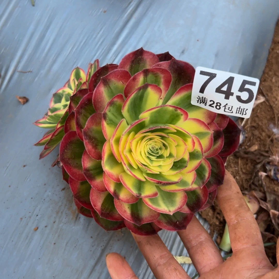 多肉植物745脱土的