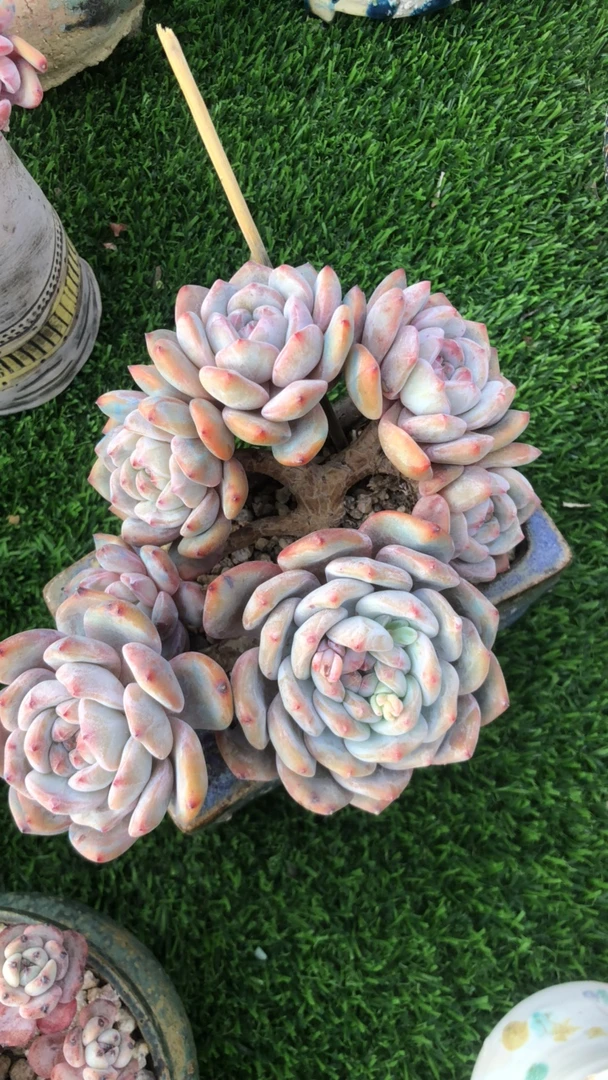 木又小姐姐的星影多肉补差
