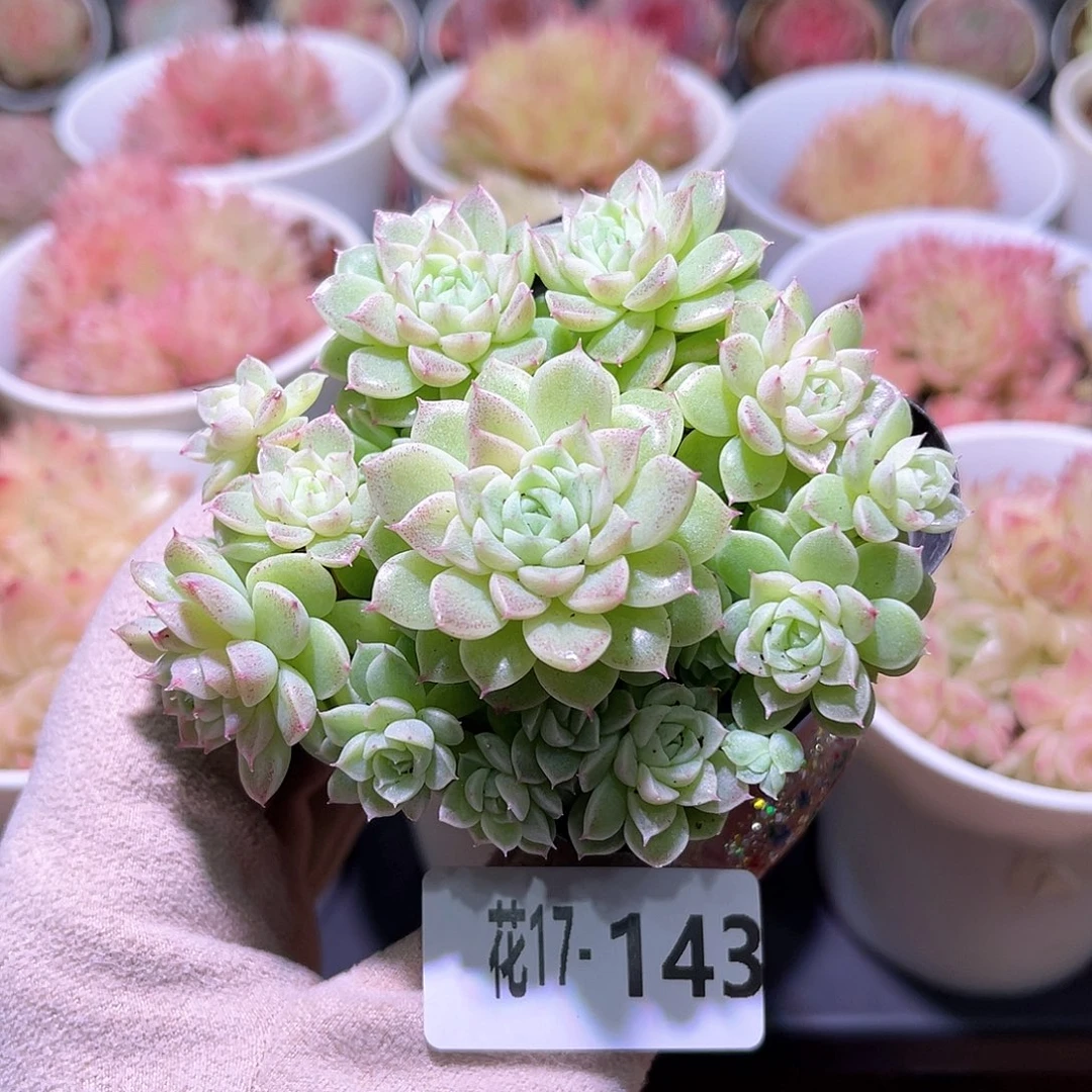 花利美17-143麦秆群