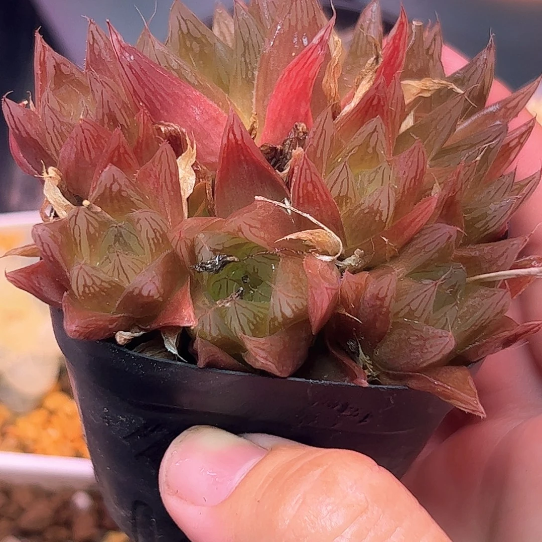 来桶泥十二卷多肉植物