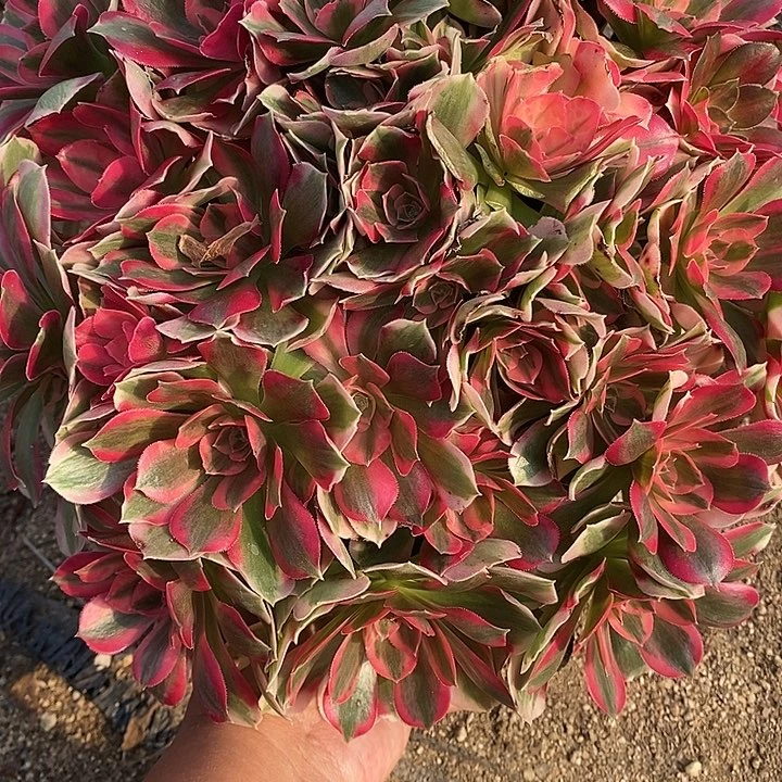 多肉植物粉女郎398多肉