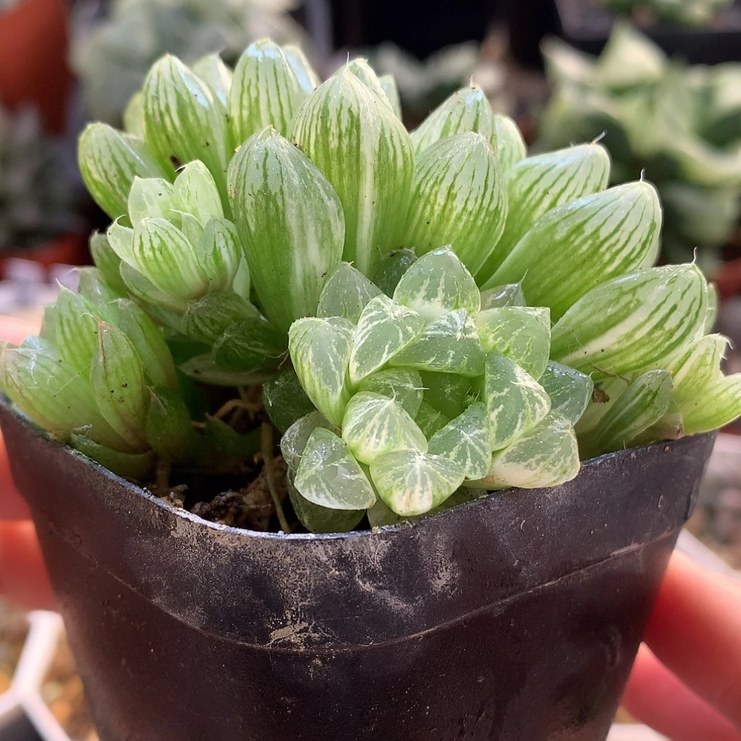 雪花玉露带盆土发货ylj