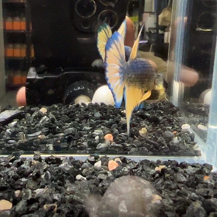 斗鱼竞拍跑单拉黑12日136