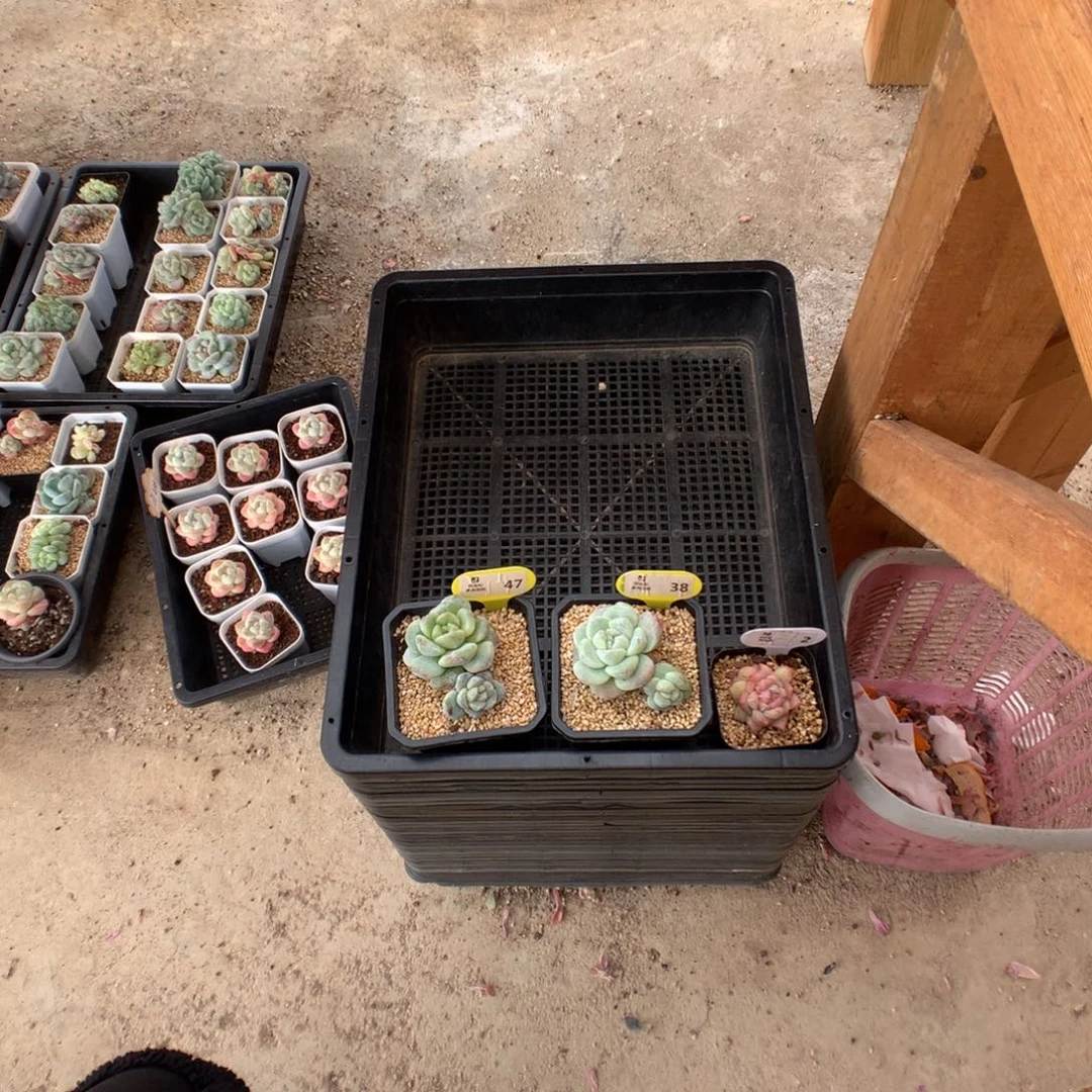 张***宝47-38-2 冰玉石化多肉