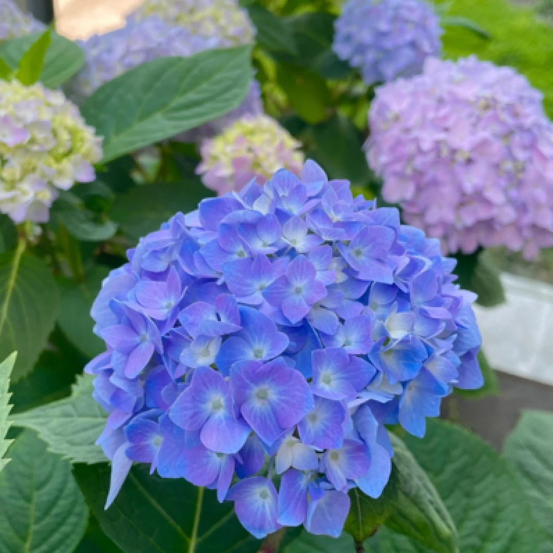 【莫易】无尽夏绣球新老枝开花可调色 露天苗阳台地栽 新人新手必入