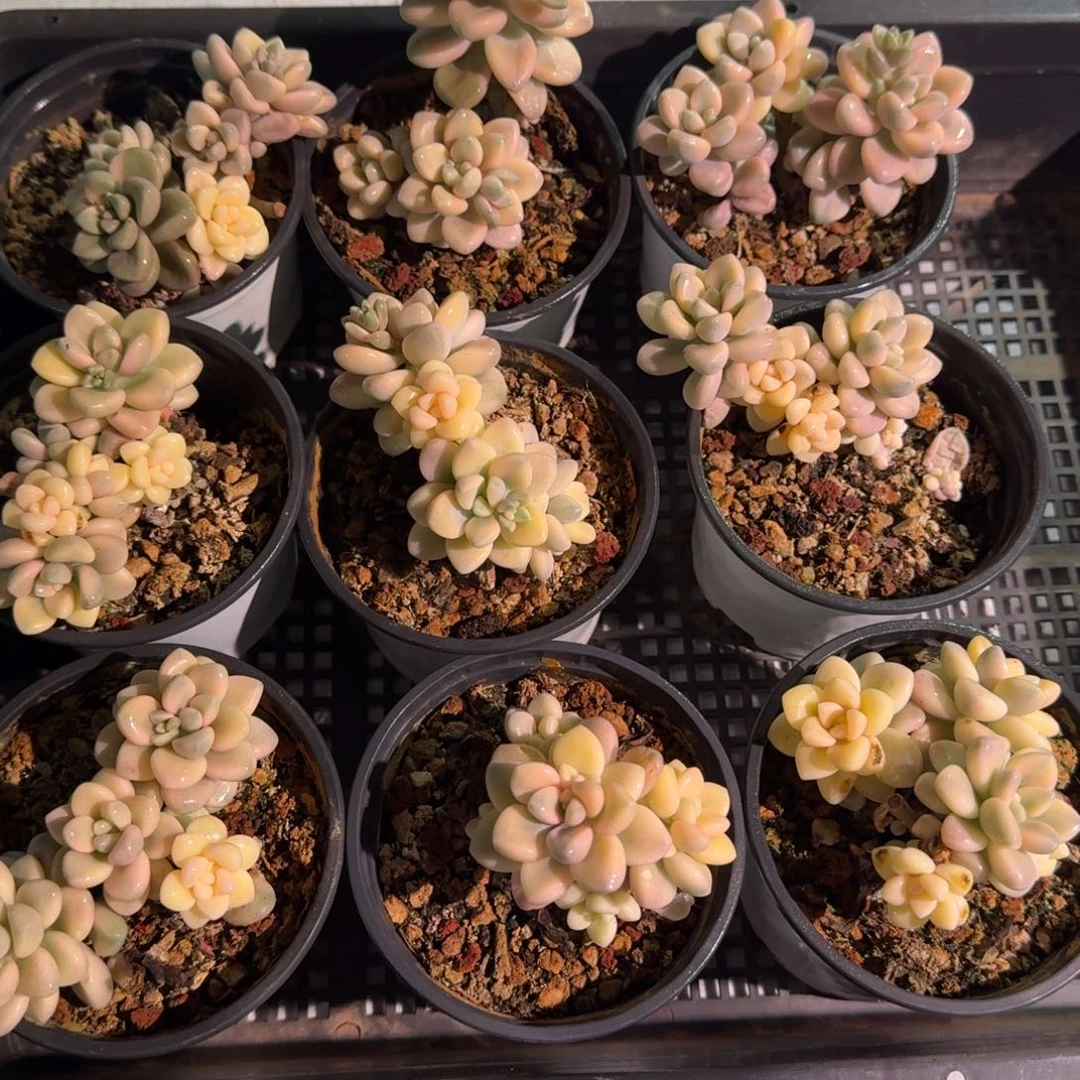 艾伦锦群，锦上园艺量拍