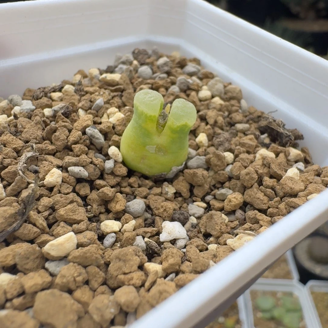 sb1141超级奶瓶多肉。