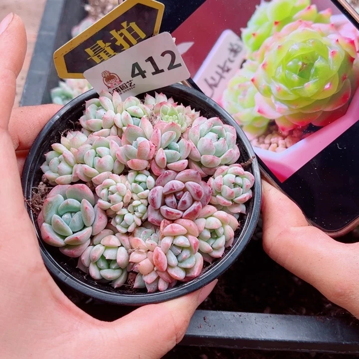 多肉植物多肉植物
