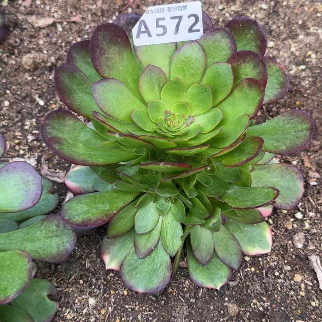 572雨荷多肉植物