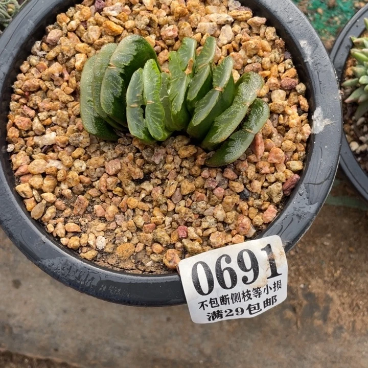 691号玉扇多肉植物