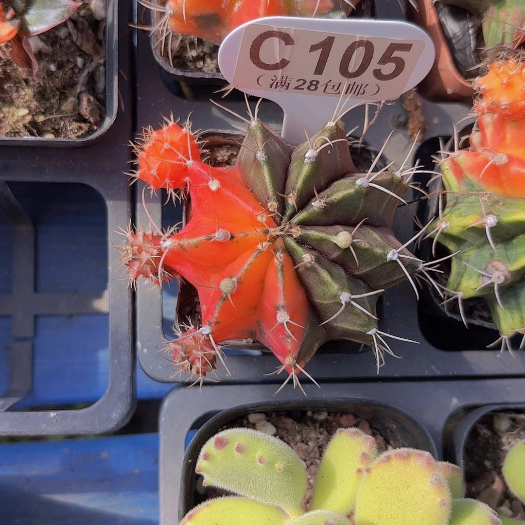 C105牡丹锦一物一拍