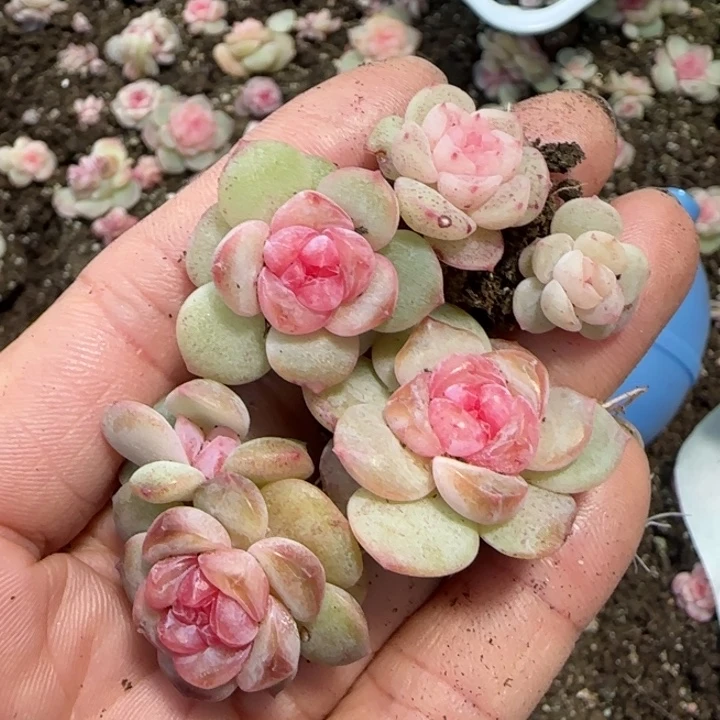 ****哥36号王者系列多肉一盒