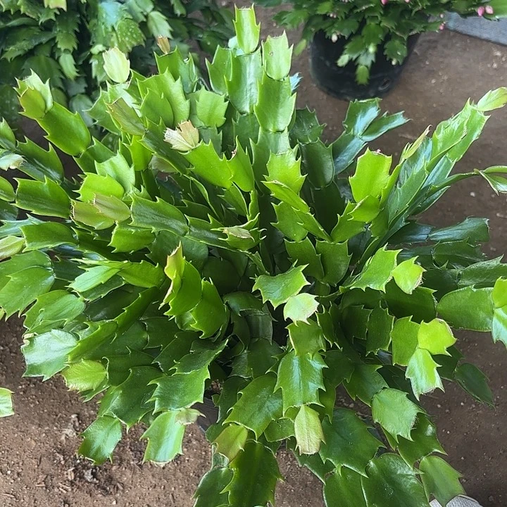 用***2当前无花栽培后可以开花