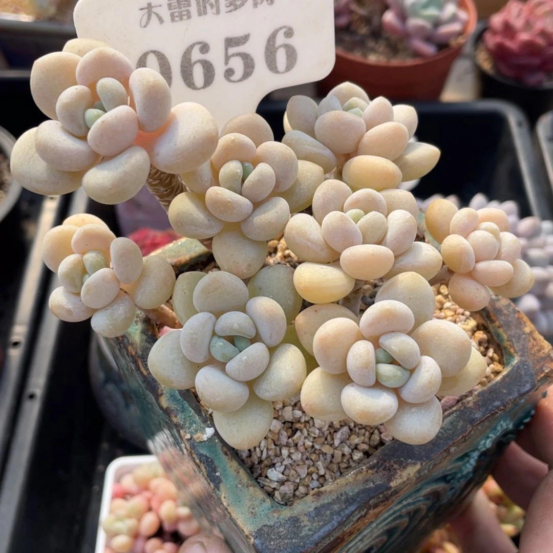 0656白奶糖不带盆11厘米