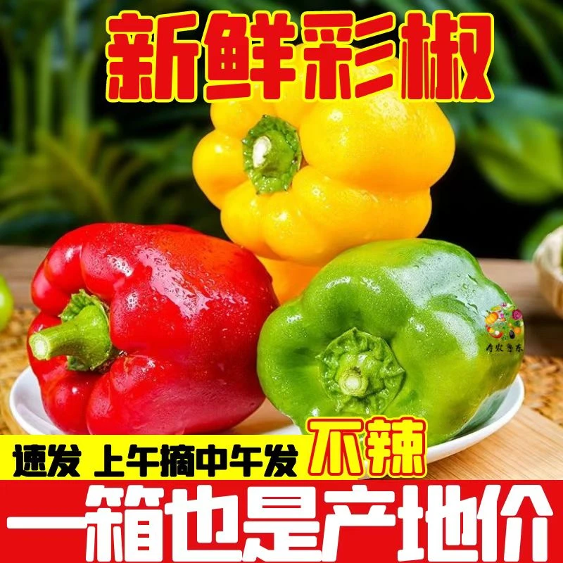 山东红五彩水果椒（1-6斤）新鲜采摘