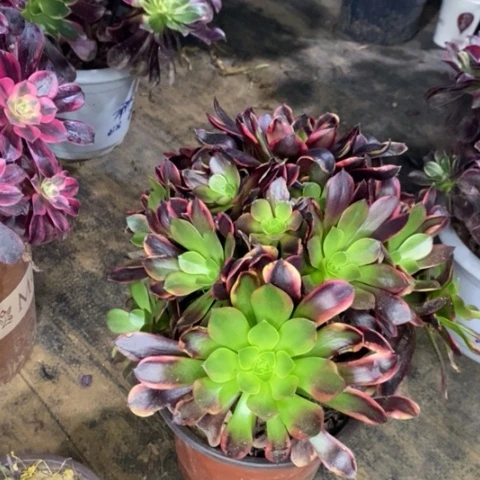 欧嘉莉多肉植物076