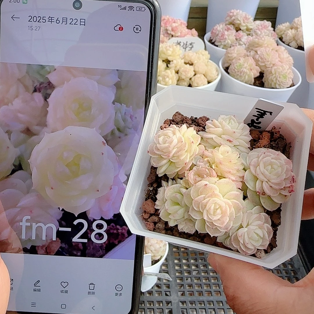 0104-74（fm-28）优选