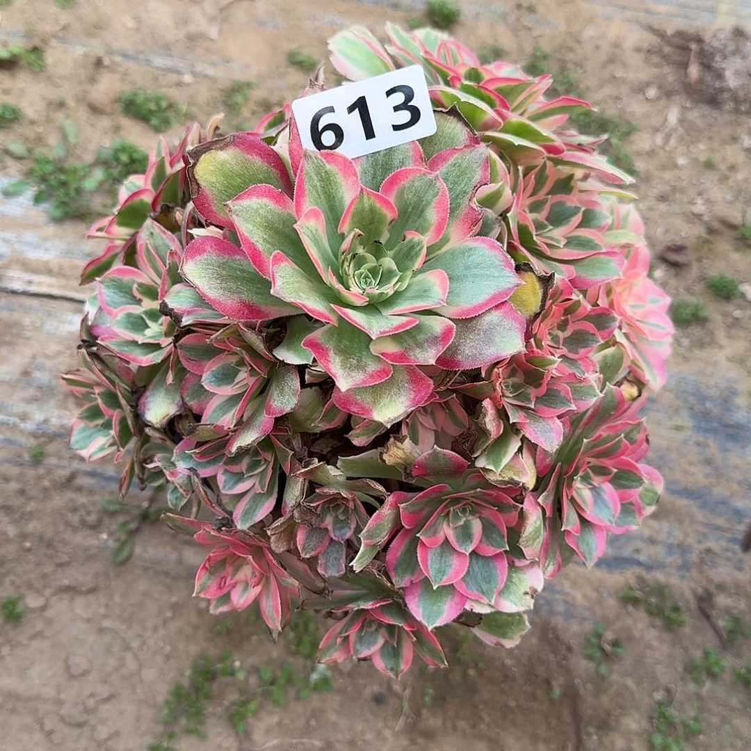 多肉植物邀约613号