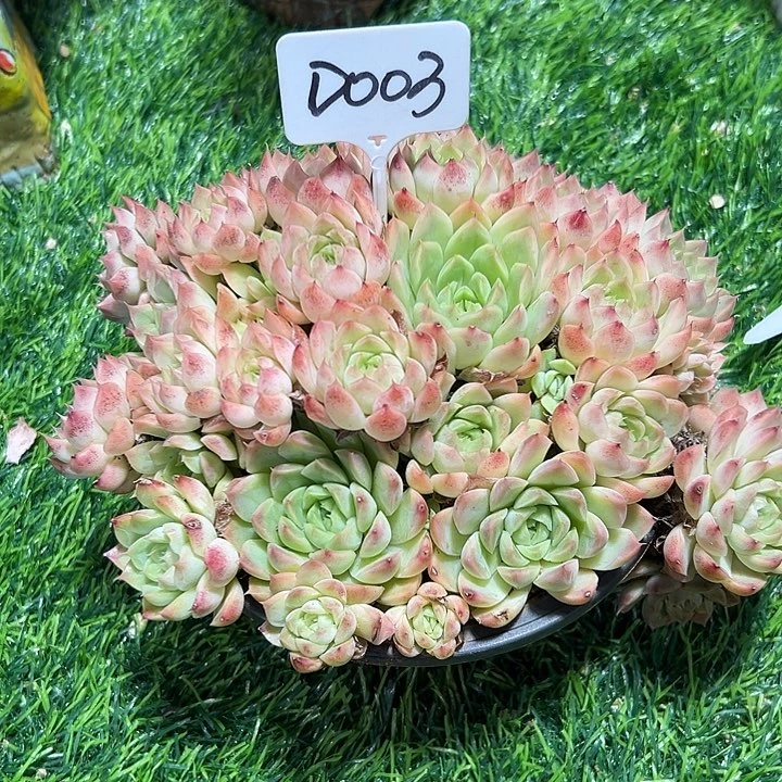 静***初D003月影系19.9捧花