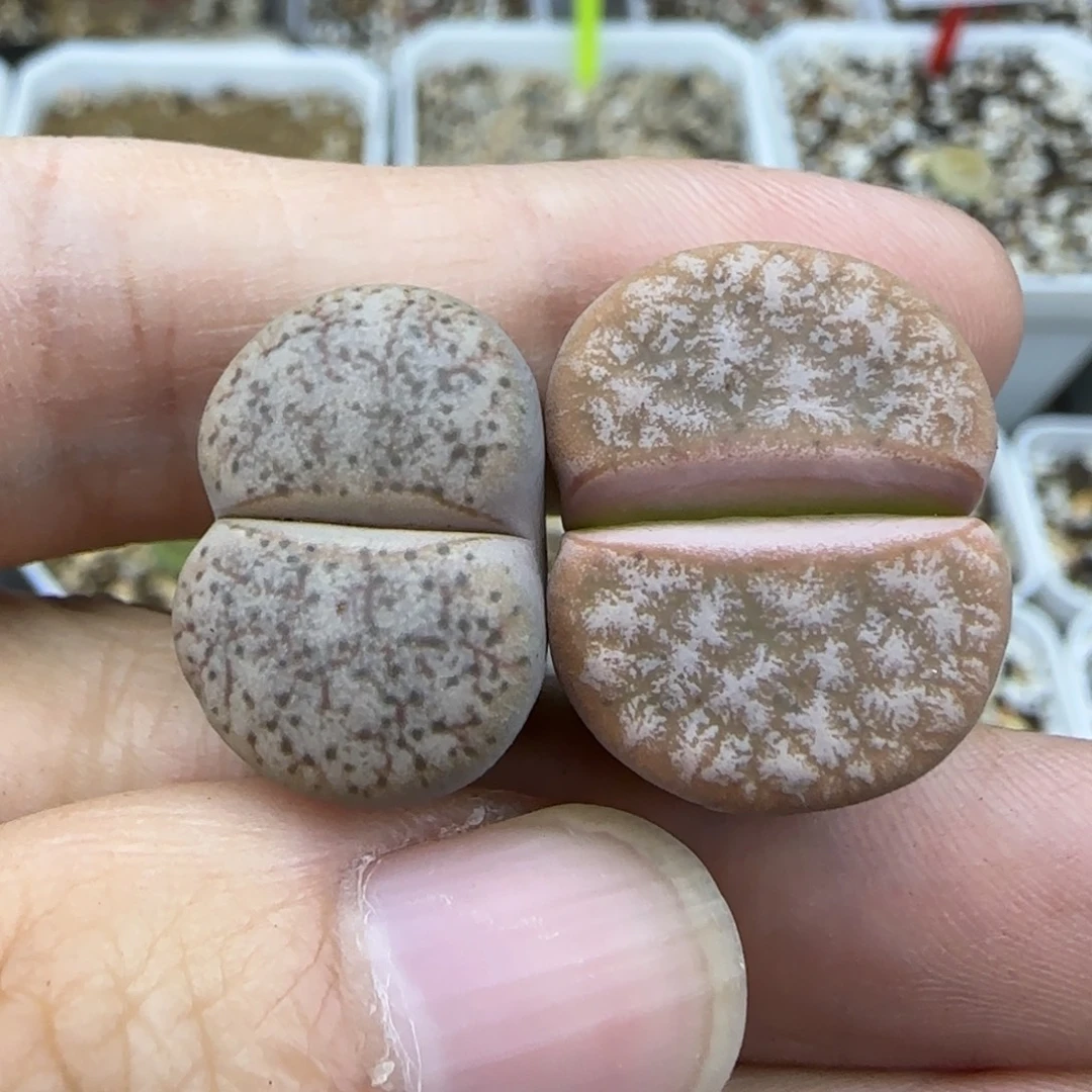 582拿铁清框福利30包邮