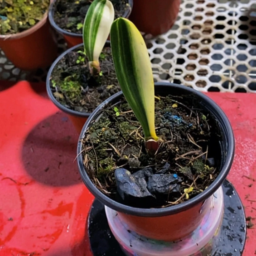 【闪购商品】无花朵最**爸