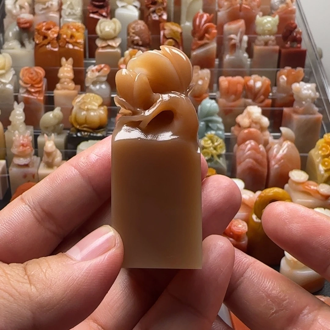 老挝石玉兰  2.5×6.2