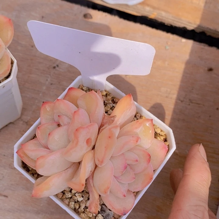 多肉植物，开心多肉